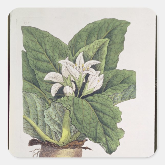 Atropa mandragora square sticker (Front)