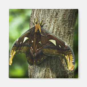 Attacus Atlas Magnet