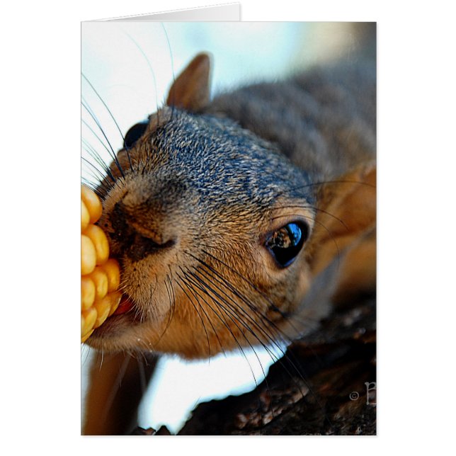 Atteindre les écureuils (Devant)