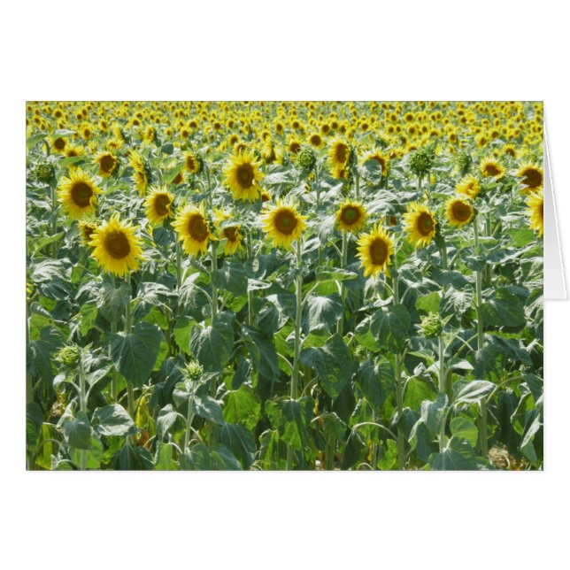 Attention (Devant horizontal)