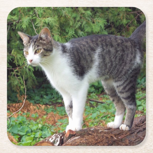 Attention! Kitty - Cat - Coaster (Front)