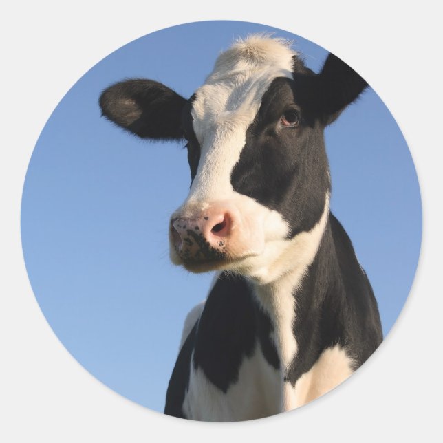 Attentive cow classic round sticker (Front)