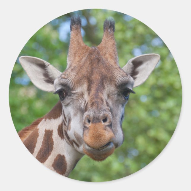 Attentive Giraffe Classic Round Sticker (Front)