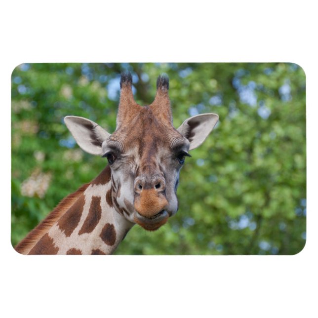 Attentive Giraffe Magnet (Horizontal)