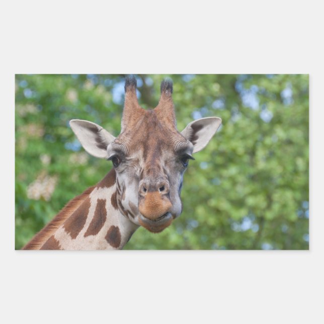 Attentive Giraffe Sticker (Front)