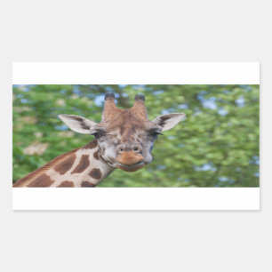 Attentive Giraffe Sticker