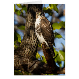 Attentive Hawk