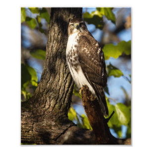 Attentive Hawk Photo Print