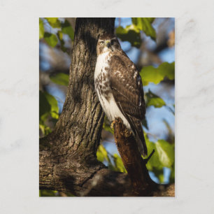Attentive Hawk Postcard