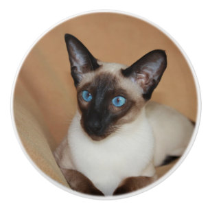 Attentive Siamese Cat Ceramic Knob