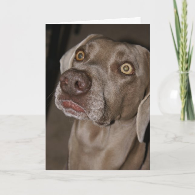 Attentive Weimaraner Card (Front)
