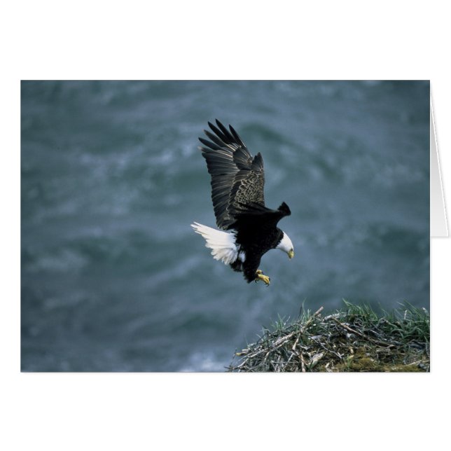 Atterrissage d'aigle à tête blanche sur le nid Tou (Devant horizontal)