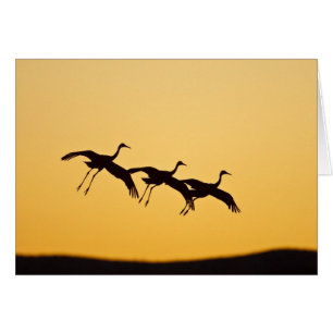 Atterrissage de grue de Sandhill au coucher du