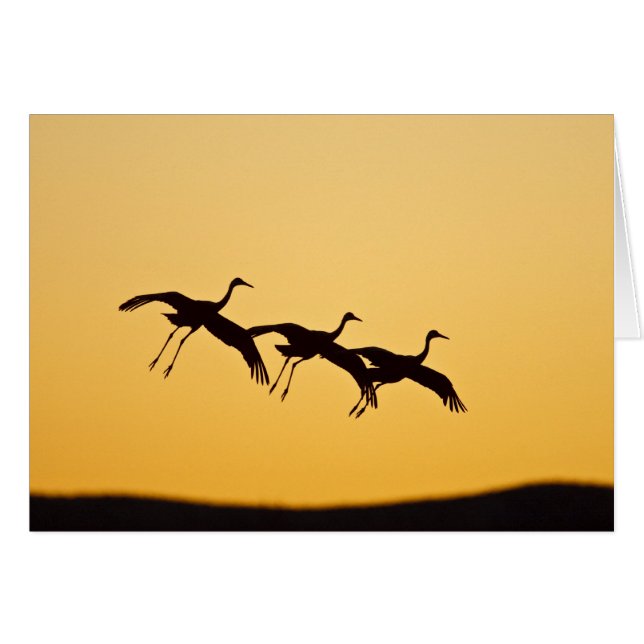 Atterrissage de grue de Sandhill au coucher du (Devant horizontal)