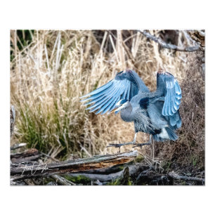 Atterrissage du Grand Héron Bleu - Photo