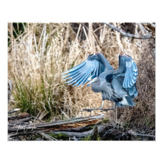 Atterrissage du Grand Héron Bleu - Photo