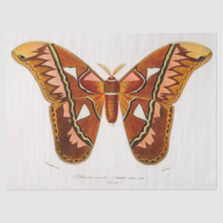 atticus atlas moth tissue paper
