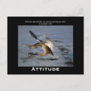 Attitude Mallard Duck Motivational Postcards