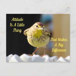 Attitude Postcard - Palm Warbler Bird