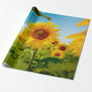 Attractive field with bright yellow sunflowers clo wrapping paper
