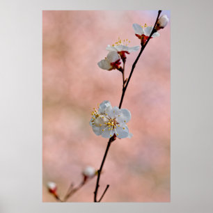 Attractive Japanese Apricot Flowers Poster