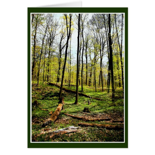 Au Coeur Des Bois (Devant)