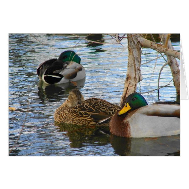 Au repos (Devant horizontal)