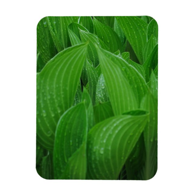 Auberges avec Raindrops Flexible Magnet (Vertical)