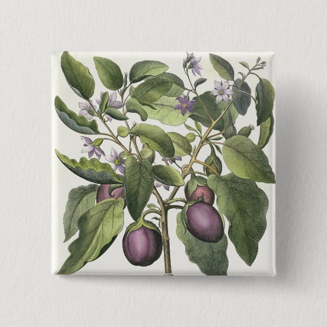 Aubergine: Melanzana fructu pallido, from the 'Hor 2 Inch Square Button (Front)
