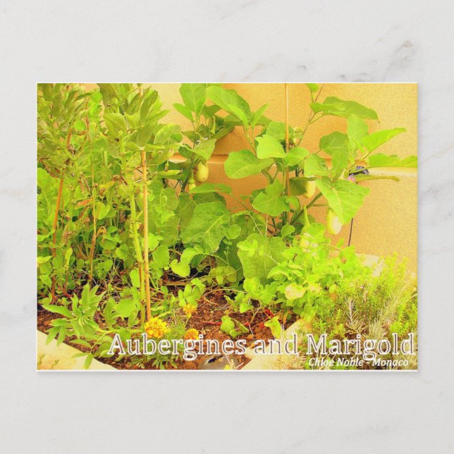 Aubergines & Marigold Postcard (Front)