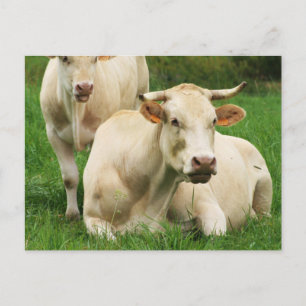 Aubrac Cows in a Field Postcard