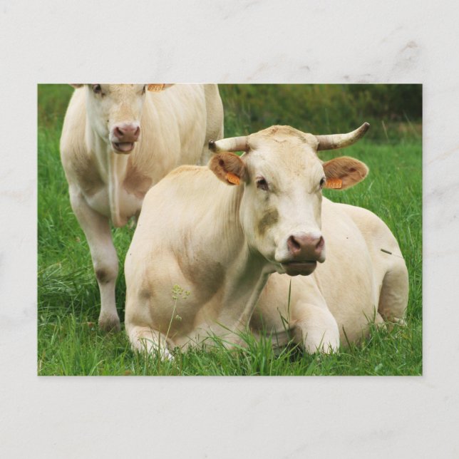 Aubrac Cows in a Field Postcard (Front)