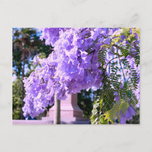 Auckland's Purple Princess Tree Postcard