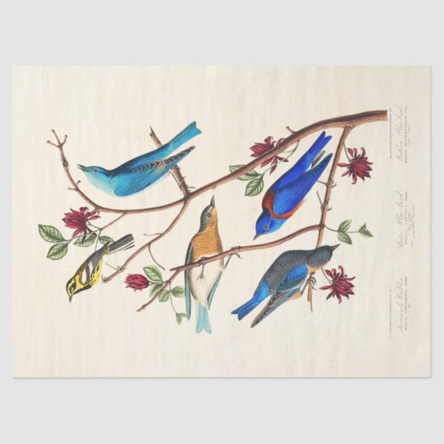 Audobon Bird ephemera tissue paper (Front)