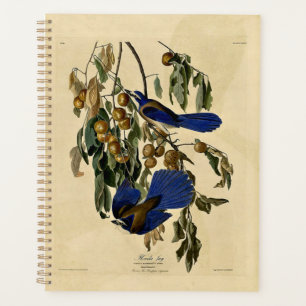 Audobon - Florida Jay,