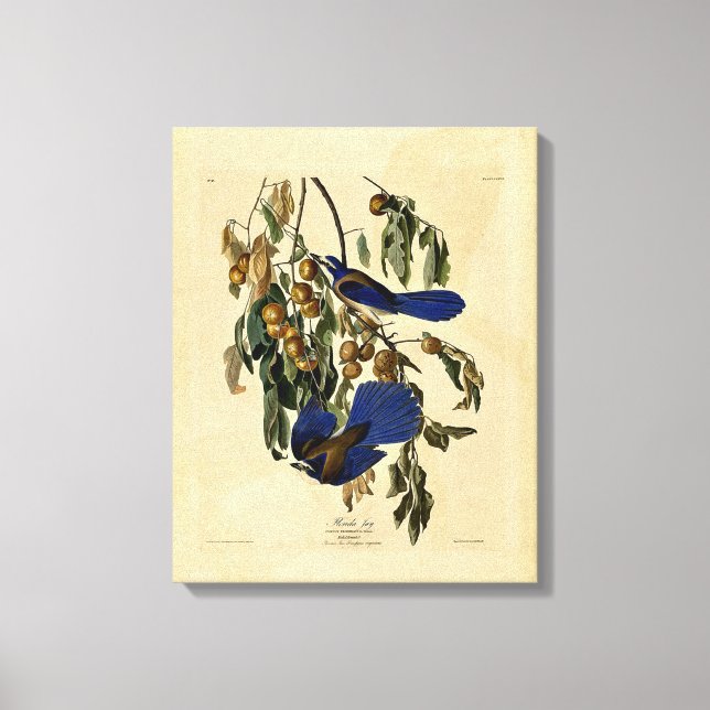 Audobon - Florida Jay Canvas Print (Front)