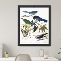 Audobon Jays, Magpies, and Nutcrackers