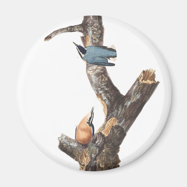 Audobon Red-Breasted Nuthatch Magnet (Front)