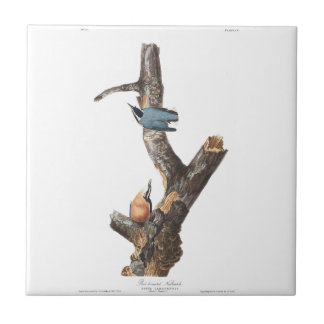 Audobon Red-Breasted Nuthatch Tile
