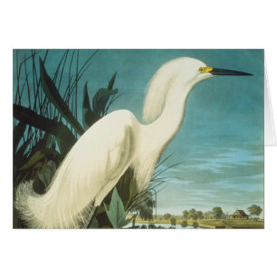 Audubon : Aiguille