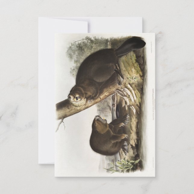 Audubon American Beaver Portrait Invitation (Front)