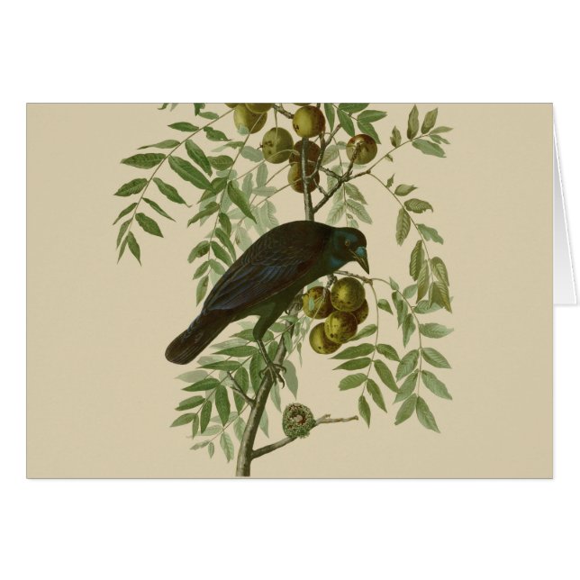 Audubon American Crow Black Bird (Devant horizontal)