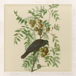 Audubon American Crow Black Bird Glass Coaster