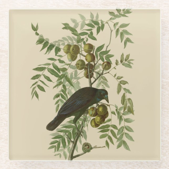 Audubon American Crow Black Bird Glass Coaster (Front)