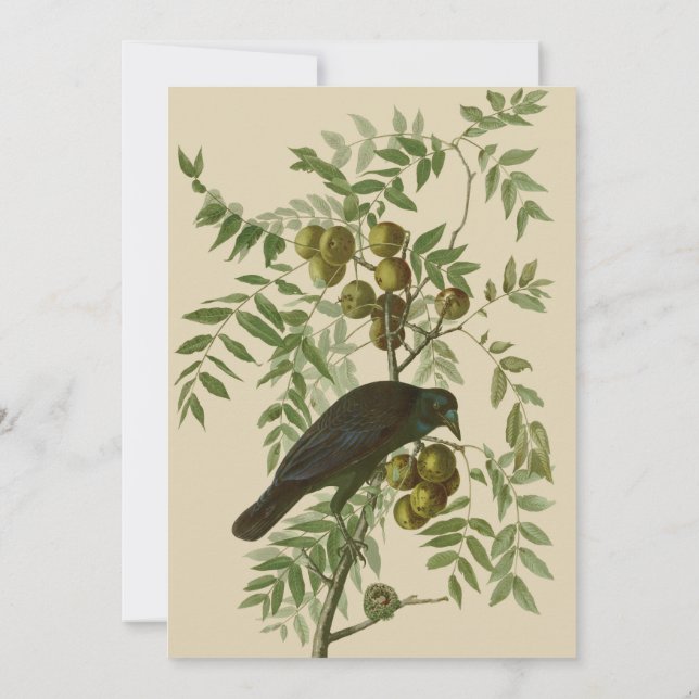 Audubon American Crow Black Bird Invitation (Back)