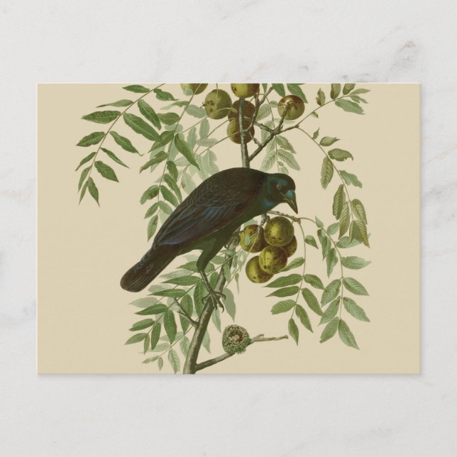 Audubon American Crow Black Bird Postcard (Front)