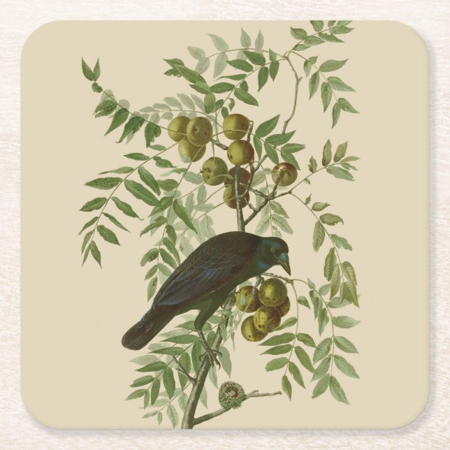 Audubon American Crow Black Bird Square Paper Coaster (Front)