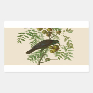 Audubon American Crow Black Bird Sticker