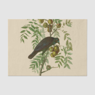 Audubon American Crow Black Bird Tissue Paper
