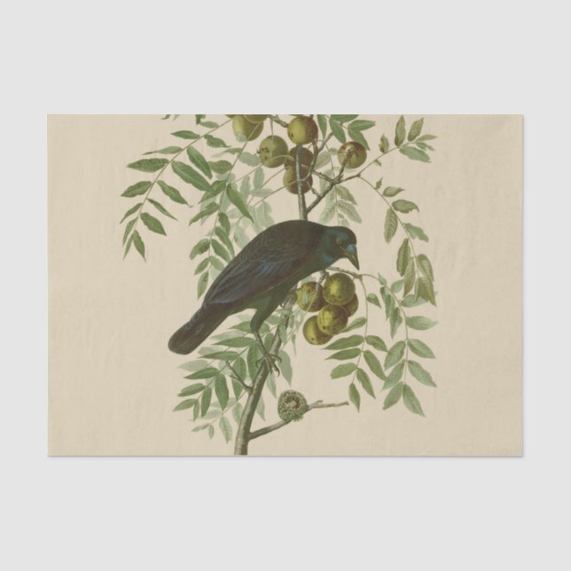 Audubon American Crow Black Bird Tissue Paper (Front)